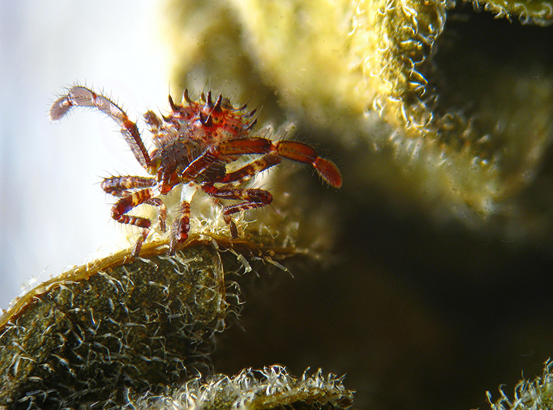 Coreidae: uovo e neanide di Coreus marginatus (Coreidae)